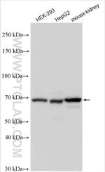 NPNT Antibody in Western Blot (WB)