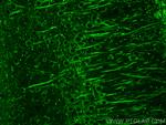 SLC6A20 Antibody in Immunohistochemistry (Paraffin) (IHC (P))