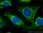 FAM136A Antibody in Immunocytochemistry (ICC/IF)