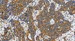 FAM136A Antibody in Immunohistochemistry (Paraffin) (IHC (P))