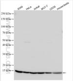FAM136A Antibody in Western Blot (WB)
