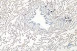 Collagen Type IV Antibody in Immunohistochemistry (Paraffin) (IHC (P))