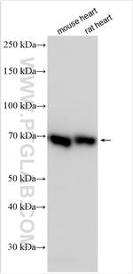 TCF25 Antibody in Western Blot (WB)