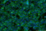 CD44 Antibody in Immunocytochemistry (ICC/IF)