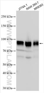 CD44 Antibody in Western Blot (WB)