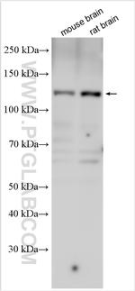 PSD Antibody in Western Blot (WB)