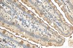 SGLT1 Antibody in Immunohistochemistry (Paraffin) (IHC (P))