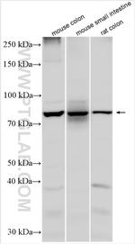 SGLT1 Antibody in Western Blot (WB)