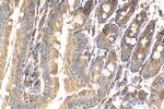 GPR52 Antibody in Immunohistochemistry (Paraffin) (IHC (P))