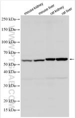 MPC1 Antibody in Western Blot (WB)