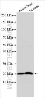 Timp1 Antibody in Western Blot (WB)