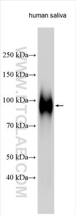 CEACAM8 Antibody in Western Blot (WB)