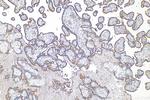 CD147 Antibody in Immunohistochemistry (Paraffin) (IHC (P))