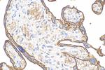 CD147 Antibody in Immunohistochemistry (Paraffin) (IHC (P))