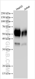 CD147 Antibody in Western Blot (WB)