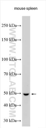 PNPLA1 Antibody in Western Blot (WB)