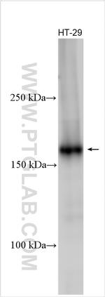 TNIK Antibody in Western Blot (WB)