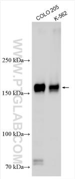 TNIK Antibody in Western Blot (WB)