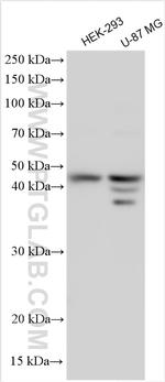 COQ2 Antibody in Western Blot (WB)