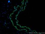 KCNJ18 Antibody in Immunohistochemistry (PFA fixed) (IHC (PFA))