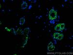 KCNJ18 Antibody in Immunohistochemistry (PFA fixed) (IHC (PFA))