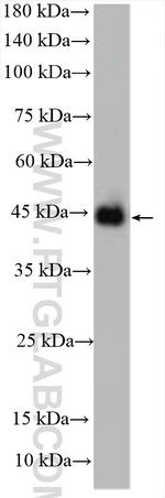 KCNJ18 Antibody in Western Blot (WB)