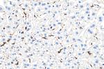 CD68 Antibody in Immunohistochemistry (Paraffin) (IHC (P))