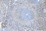 CD68 Antibody in Immunohistochemistry (Paraffin) (IHC (P))