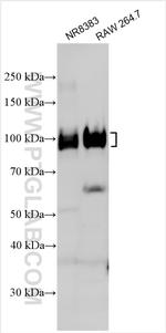CD68 Antibody in Western Blot (WB)