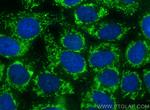 RNF180 Antibody in Immunocytochemistry (ICC/IF)