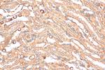 RNF180 Antibody in Immunohistochemistry (Paraffin) (IHC (P))