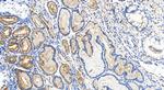 LAMB2 Antibody in Immunohistochemistry (Paraffin) (IHC (P))