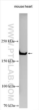 LAMB2 Antibody in Western Blot (WB)