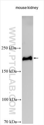 LAMB2 Antibody in Western Blot (WB)