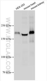 LAMB2 Antibody in Western Blot (WB)