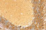 HCN2 Antibody in Immunohistochemistry (Paraffin) (IHC (P))