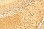 HCN2 Antibody in Immunohistochemistry (Paraffin) (IHC (P))