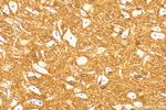 HCN2 Antibody in Immunohistochemistry (Paraffin) (IHC (P))