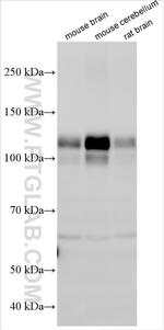 HCN2 Antibody in Western Blot (WB)