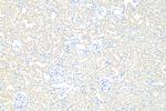 KIM-1/HAVCR1 Antibody in Immunohistochemistry (Paraffin) (IHC (P))