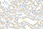 KIM-1/HAVCR1 Antibody in Immunohistochemistry (Paraffin) (IHC (P))