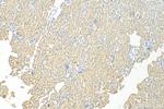KIM-1/HAVCR1 Antibody in Immunohistochemistry (Paraffin) (IHC (P))