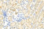 KIM-1/HAVCR1 Antibody in Immunohistochemistry (Paraffin) (IHC (P))