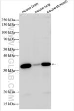 Shh Antibody in Western Blot (WB)