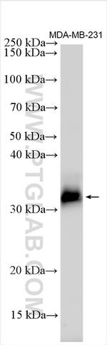 IGFBP4 Antibody in Western Blot (WB)