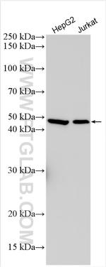 IL-12/IL-23 p40 Antibody in Western Blot (WB)