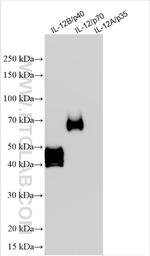 IL-12/IL-23 p40 Antibody in Western Blot (WB)
