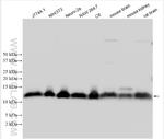 MIF Antibody in Western Blot (WB)