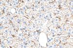 VCAM-1 Antibody in Immunohistochemistry (Paraffin) (IHC (P))