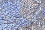 VCAM-1 Antibody in Immunohistochemistry (Paraffin) (IHC (P))